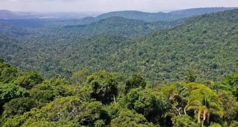 Chamada Pública Florestas